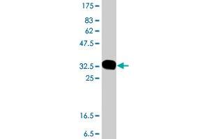 Western Blot detection against Immunogen (37.