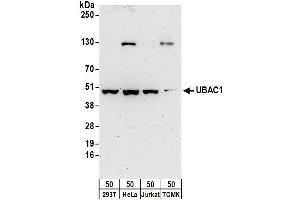 Western Blotting (WB) image for anti-UBA Domain Containing 1 (UBAC1) (AA 325-375) antibody (ABIN7455006)