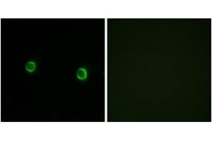 Immunofluorescence analysis of LOVO cells, using OR5AS1 Antibody. (OR5AS1 anticorps  (AA 61-110))