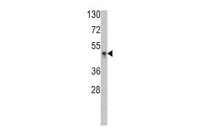 Western blot analysis of KAT1 (HAT1) Antibody (N-term) (ABIN387931 and ABIN2844436) in HL60 cell line lysates (35 μg/lane).
