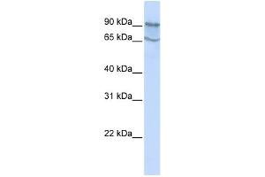 WB Suggested Anti-MAP4K2 Antibody Titration:  0. (MAP4K2 anticorps  (N-Term))