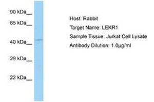 Image no. 1 for anti-Leucine, Glutamate and Lysine Rich 1 (LEKR1) (AA 559-608) antibody (ABIN6750209) (LEKR1 anticorps  (AA 559-608))