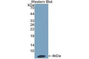 Western Blotting (WB) image for anti-Haptoglobin Related Protein (HPR) (AA 30-85) antibody (ABIN1859194) (HPR anticorps  (AA 30-85))