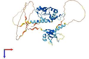 AlphaFold protein structure predicition of Human Recombinant RING1 Protein, UniprotID Q06587