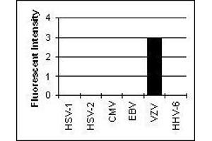 Cross Reactivity Results determined by IFA (Glycoprotein H (gH) anticorps)