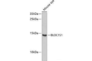 Western blot analysis of extracts of Mouse eye using BLOC1S1 Polyclonal Antibody at dilution of 1:1000. (BLOC1S1 anticorps)