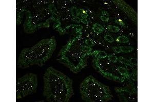 IF analysis of CTBP2 using anti-CTBP2 antibody (ABIN3042768) CTBP2 was detected in paraffin-embedded section of mouse intestine tissues. (CTBP2 anticorps  (AA 321-445))