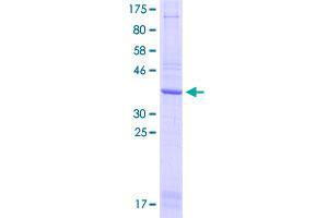 Image no. 1 for C-Type Lectin Domain Family 12, Member A (CLEC12A) (AA 108-221) protein (GST tag) (ABIN2565289)