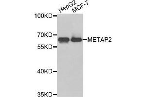 Western blot analysis of extracts of HepG2 and MCF7 cell lines, using METAP2 antibody. (METAP2 anticorps)