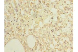 Immunohistochemistry of paraffin-embedded human adrenal gland tissue using ABIN7151982 at dilution of 1:100