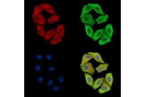 ABIN7097056 and ABIN7101123 staining Hela cells by IF/ICC. (NHLRC2 anticorps)