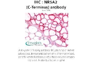 Image no. 2 for anti-Nuclear Receptor Subfamily 5, Group A, Member 2 (NR5A2) antibody (ABIN1737518) (NR5A2 + LRH1 anticorps)