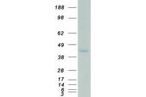 Validation with Western Blot