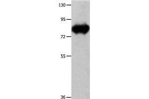 Western Blot analysis of Mouse heart tissue using ECE1 Polyclonal Antibody at dilution of 1:900 (ECE1 anticorps)