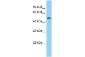 Image no. 1 for anti-Eukaryotic Translation Initiation Factor 5 (EIF5) (C-Term) antibody (ABIN6748326) (EIF5 anticorps  (C-Term))