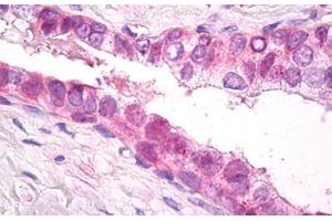 Anti-PSMD11 antibody IHC staining of human prostate. (PSMD11 anticorps  (AA 288-317))
