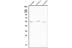 Western blot analysis of CCNB1 using anti-CCNB1 antibody (ABIN7599335). (Cyclin B1 anticorps  (AA 1-383))