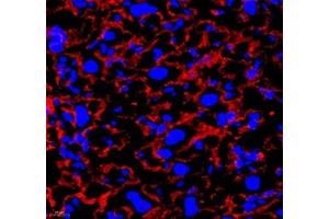 Immunofluorescence of paraffin embedded rat placenta using Annexin-A4 (ABIN7073066) at dilution of 1: 1800 (400x lens)