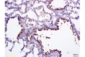 Formalin-fixed and paraffin embedded rat lung labeled with Anti-CC16/CCSP Polyclonal Antibody, Unconjugated (ABIN687262) followed by conjugation to the secondary antibody and DAB staining (SCGB1A1 anticorps  (AA 21-86))