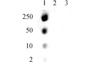 Specificity Data: Dot blot analysis was used to confirm the specificity of the Histone H1. (Histone H1.5 anticorps  (pSer17))