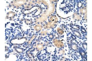 EMG1 antibody was used for immunohistochemistry at a concentration of 4-8 ug/ml to stain Epithelial cells of renal tubule (arrows) in Human Kidney. (EMG1 anticorps)