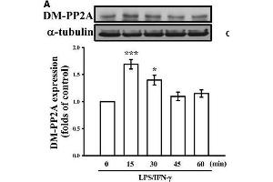 Effects of PMC on the regulation of PP2A in LPS/IFN-γ-stimulated VSMCs. (PPP2CA anticorps  (C-Term))