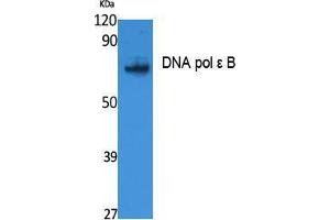 Western Blotting (WB) image for anti-Polymerase (DNA Directed), epsilon 2 (p59 Subunit) (POLE2) (Internal Region) antibody (ABIN3178097) (POLE2 anticorps  (Internal Region))