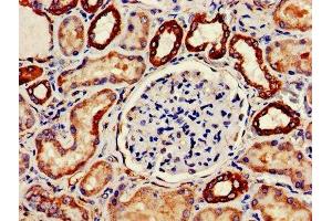 IHC image of ABIN7149184 diluted at 1:200 and staining in paraffin-embedded human kidney tissue performed on a Leica BondTM system.