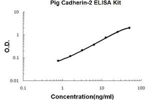 Pig Cadherin-2/N-Cadherin PicoKine ELISA Kit standard curve (N-Cadherin Kit ELISA)