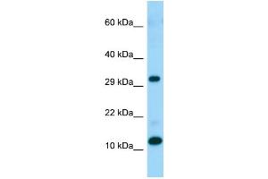 WB Suggested Anti-RPL34 Antibody Titration: 1. (RPL34 anticorps  (C-Term))