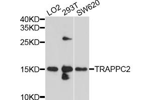 Western blot analysis of extracts of various cell lines, using TRAPPC2 antibody (ABIN4905483) at 1:1000 dilution. (TRAPPC2 anticorps)