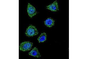 Immunofluorescence (IF) image for anti-Topoisomerase (DNA) I (TOP1) antibody (ABIN2997609) (Topoisomerase I anticorps)