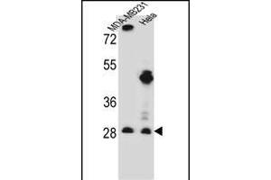 EIF4H Antibody (Center) (ABIN656543 and ABIN2845807) western blot analysis in MDA-M,Hela cell line lysates (35 μg/lane). (EIF4H anticorps  (AA 127-156))