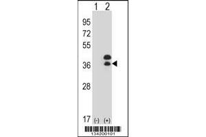 Western blot analysis of DLX5 using rabbit polyclonal DLX5 Antibody using 293 cell lysates (2 ug/lane) either nontransfected (Lane 1) or transiently transfected (Lane 2) with the DLX5 gene. (DLX5 anticorps  (AA 100-128))