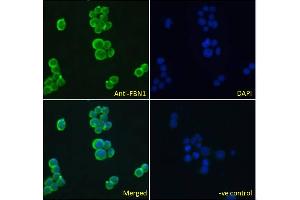 ABIN570798 Immunofluorescence analysis of paraformaldehyde fixed Jurkat cells, permeabilized with 0.