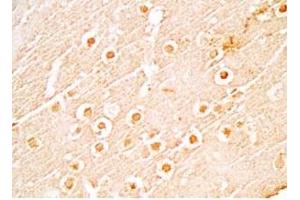 Mouse brain tissue stained by Rabbit Anti-NERP-1 (Human) Antibody