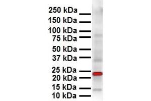 WB Suggested Anti-SOX2 antibody Titration: 1 ug/mL Sample Type: Human OVCAR-3 (SOX2 anticorps  (N-Term))