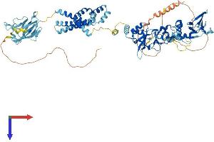 AlphaFold protein structure predicition of Human Recombinant CNNM4 Protein, UniprotID Q6P4Q7