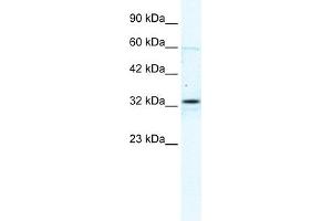 GJB1 antibody used at 2.