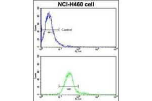 Flow cytometric analysis of NCI- cells using ROR1 Antibody (N-term) (bottom histogram) compared to a negative control cell (top histogram). (ROR1 anticorps  (N-Term))