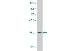 Western Blot detection against Immunogen (32.