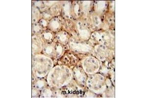 ATP5J2 Antibody (Center) (ABIN651539 and ABIN2840288) immunohistochemistry analysis in formalin fixed and paraffin embedded mouse kidney tissue followed by peroxidase conjugation of the secondary antibody and DAB staining.