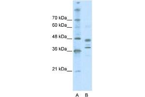 WB Suggested Anti-SMARCB1 Antibody Titration: 0. (SMARCB1 anticorps  (Middle Region))