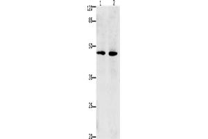 Western Blotting (WB) image for anti-Death-Associated Protein 3 (DAP3) antibody (ABIN2431249) (DAP3 anticorps)