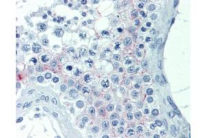 IHC-P Image Immunohistochemical analysis of paraffin-embedded human testis, using EDG7, antibody(20 μg/ml).