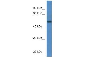 WB Suggested Anti-Tcn2 Antibody   Titration: 1. (TCN2 anticorps  (N-Term))