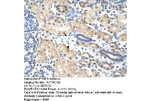 Rabbit Anti-PRMT5 Antibody  Paraffin Embedded Tissue: Human Kidney Cellular Data: Epithelial cells of renal tubule Antibody Concentration: 4. (PRMT5 anticorps  (N-Term))