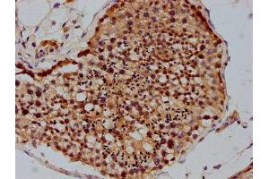 IHC image of ABIN7142212 diluted at 1:100 and staining in paraffin-embedded human testis tissue performed on a Leica BondTM system. (PSMD4/ASF anticorps  (Regulatory Subunit 4))