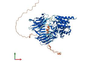 AlphaFold protein structure predicition of Mouse Recombinant Prepl Protein, UniprotID Q8C167