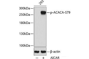 Western blot analysis of extracts from 293 cells using Phospho-ACACA(S79) Polyclonal Antibody. (Acetyl-CoA Carboxylase alpha anticorps  (pSer79))